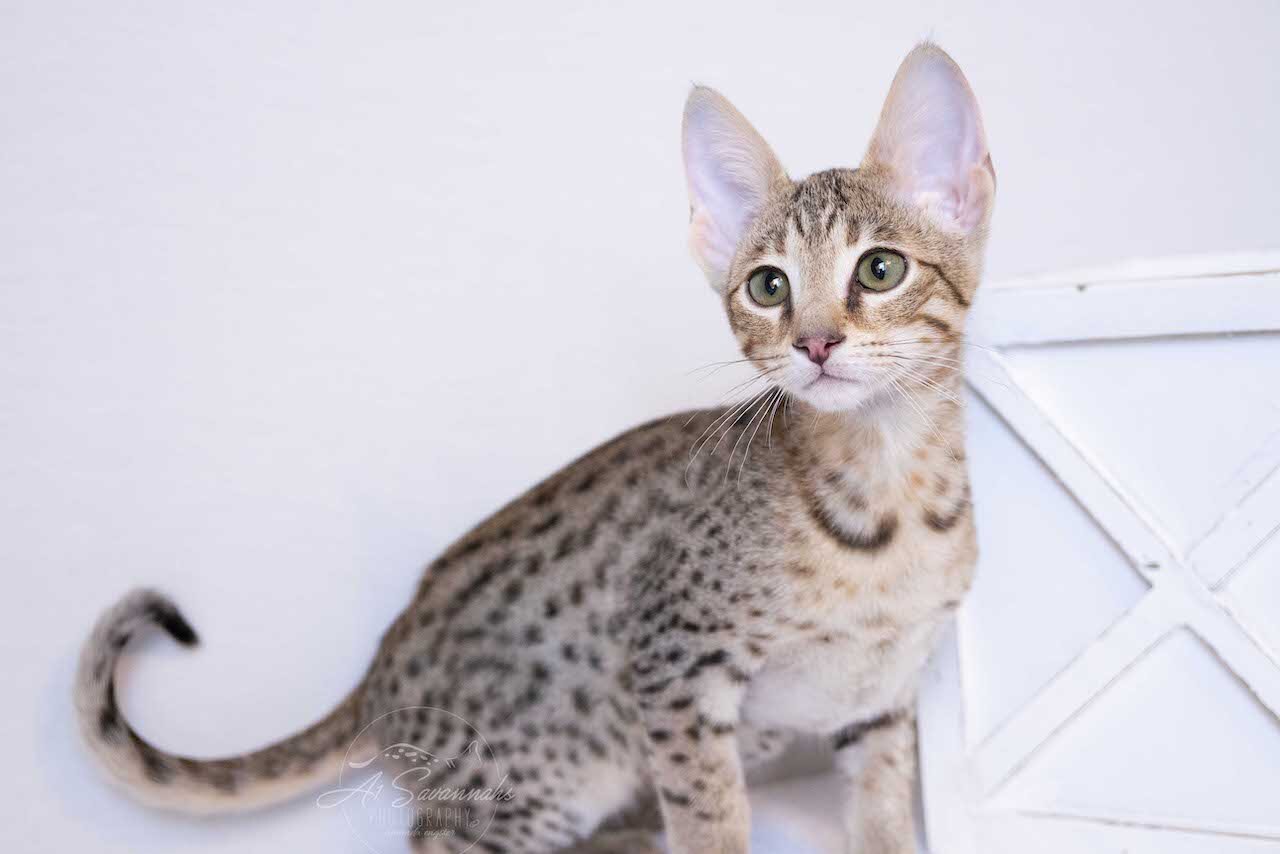 A1Savannahs F4 Male Savannah Kitten Bastien