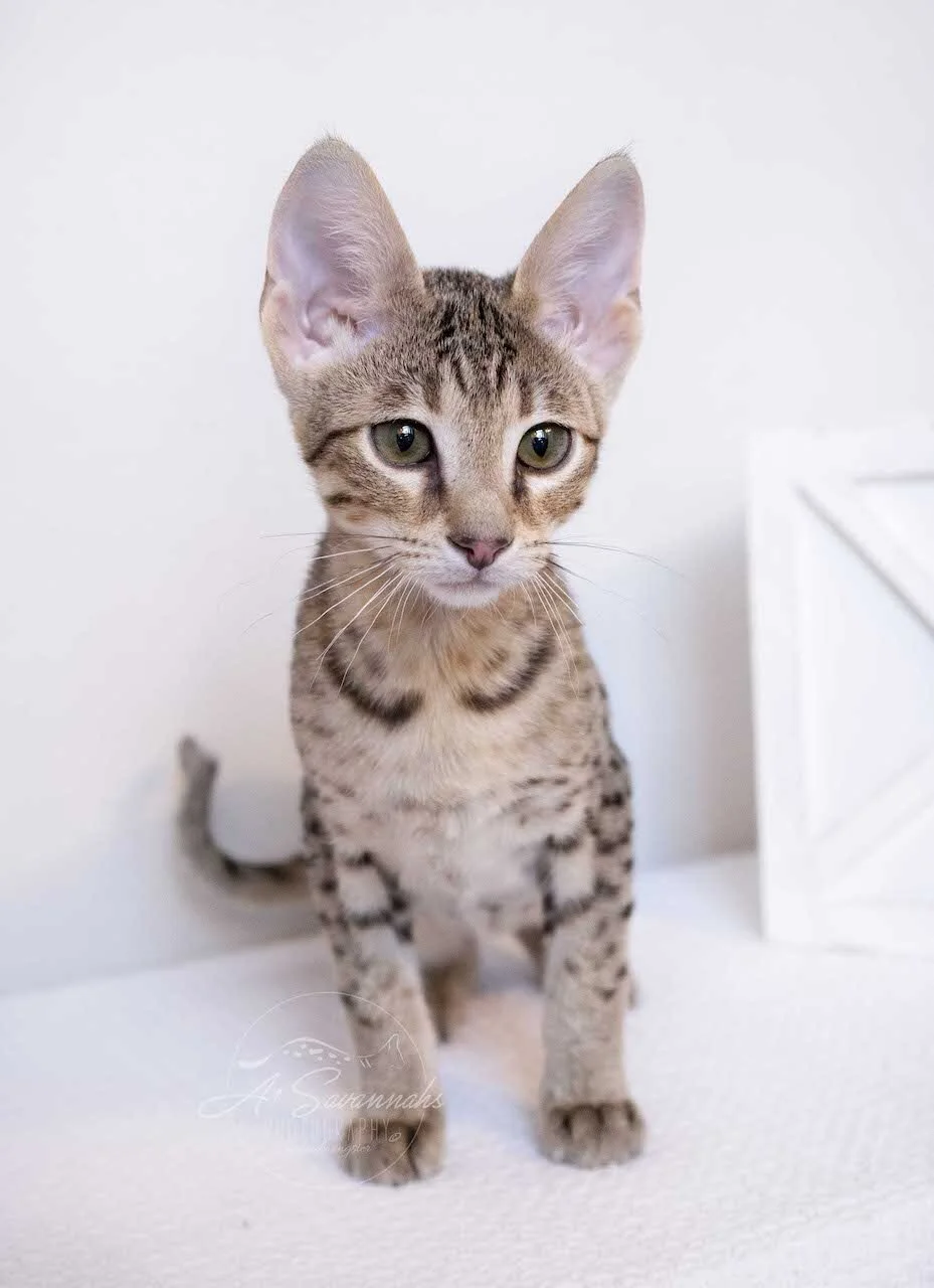 A1Savannahs F4 Male Savannah Kitten Bastien