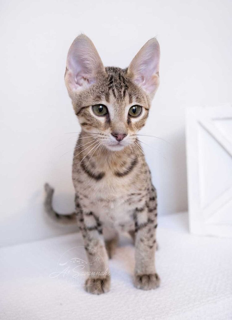 Animal Savannah Cat Male Savannah Cat Male Are Savannah Cats Legal