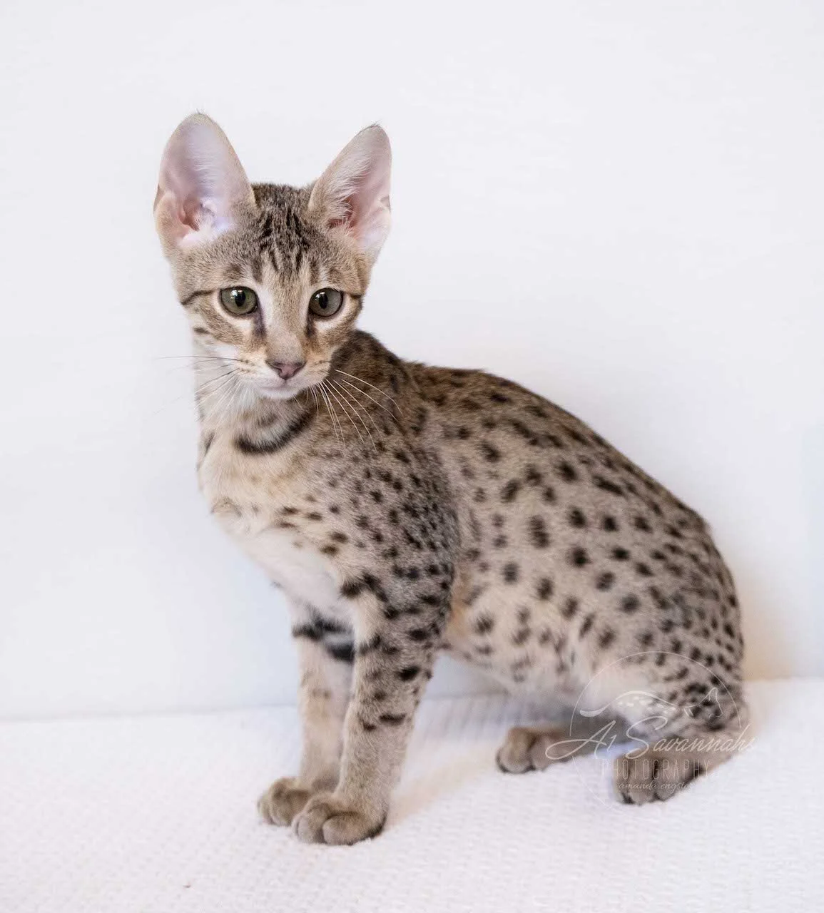 A1Savannahs F4 Male Savannah Kitten Bastien