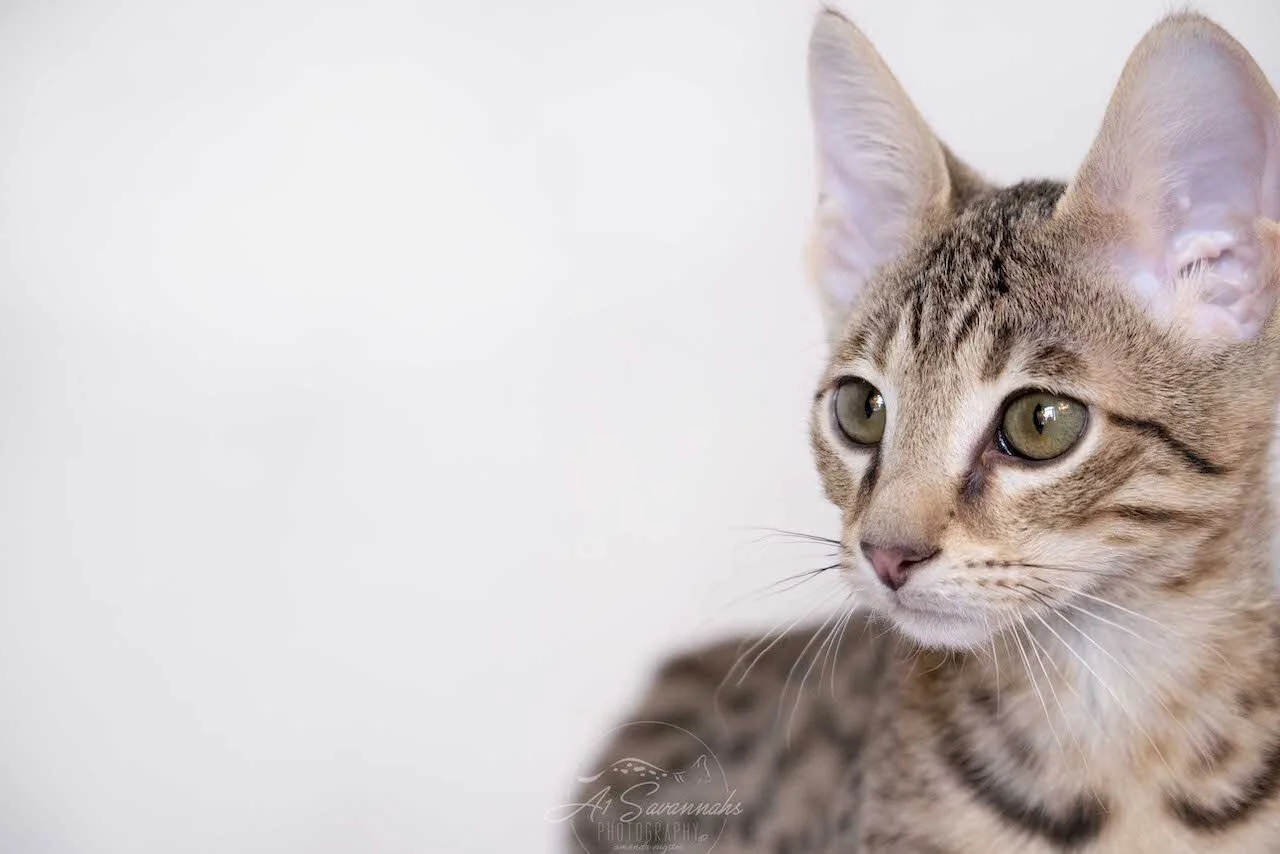 A1Savannahs F4 Male Savannah Kitten Bastien