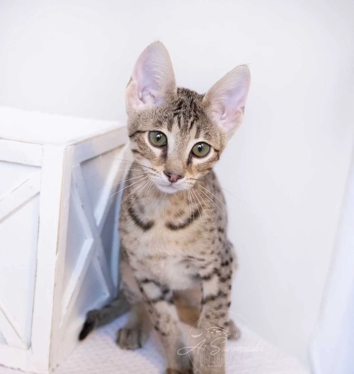 A1Savannahs F4 Male Savannah Kitten Bastien