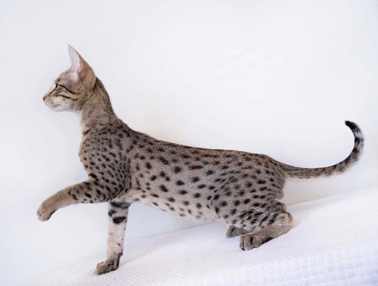 A1Savannahs F4 Male Savannah Kitten Bastien