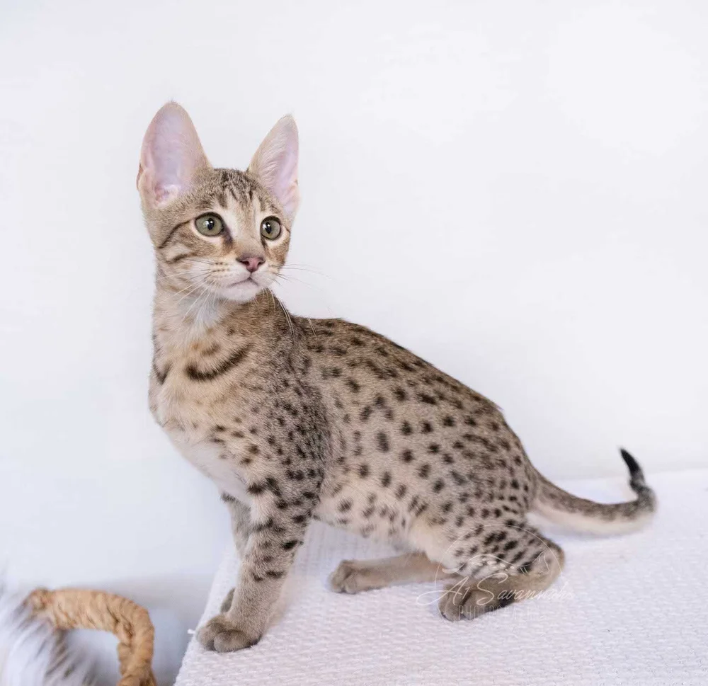 F4 Serval F4 Savannah Kittens For Sale Bastien F4 Male Savannah