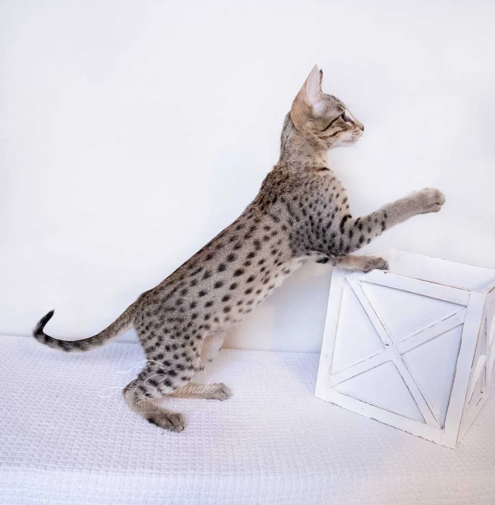Bastien F4 Male Savannah Kitten — A1 Savannahs