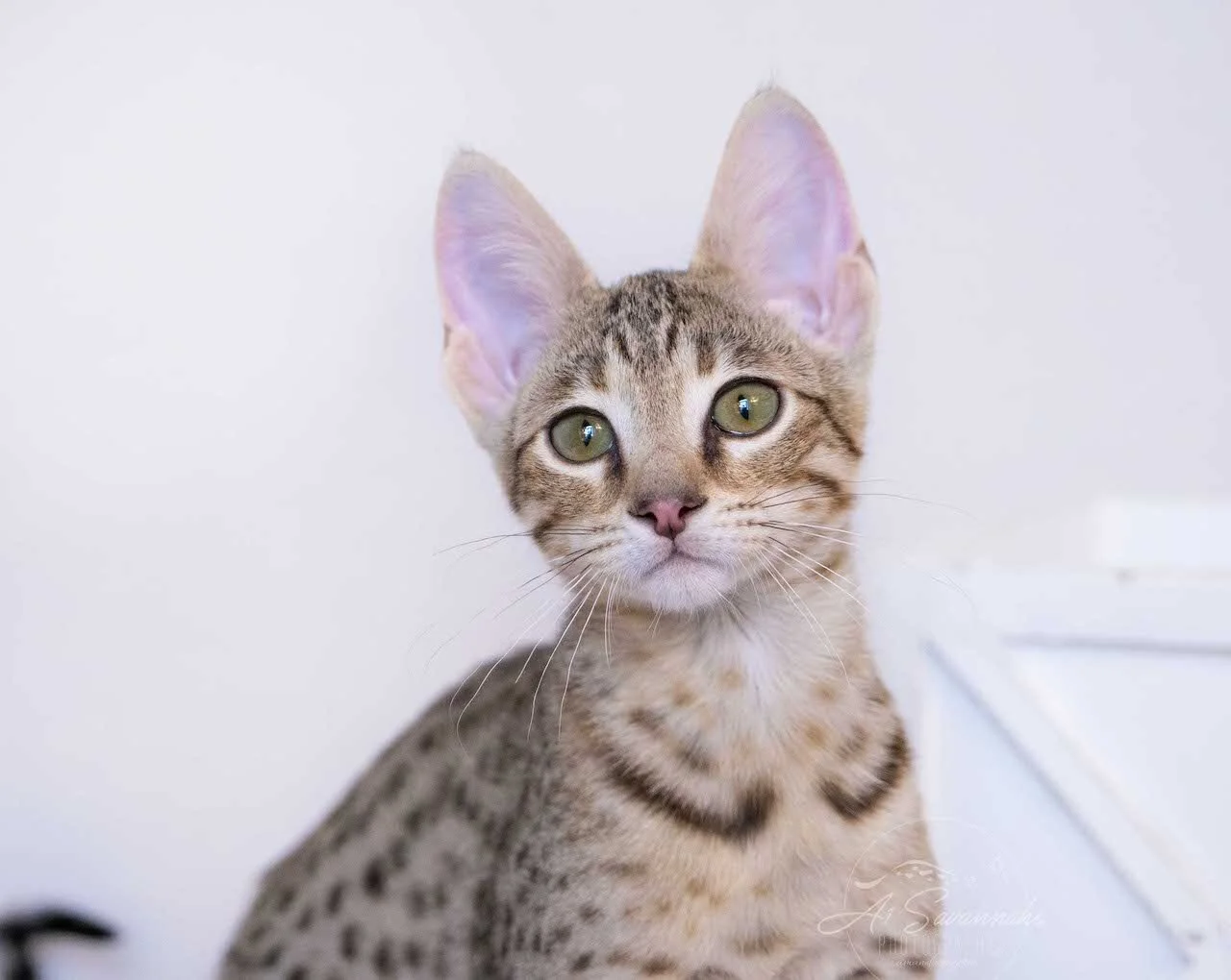 A1Savannahs F4 Male Savannah Kitten Bastien