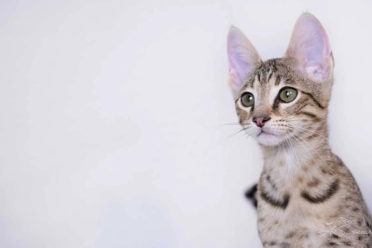 A1Savannahs F4 Male Savannah Kitten Bastien