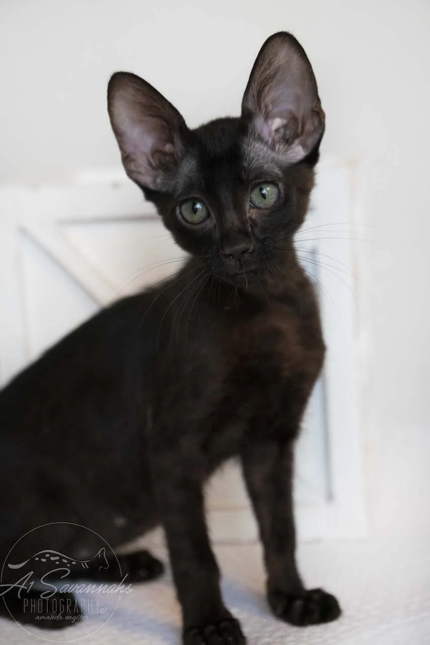 A1Savannahs F6 SBT Black Savannah Female Jade