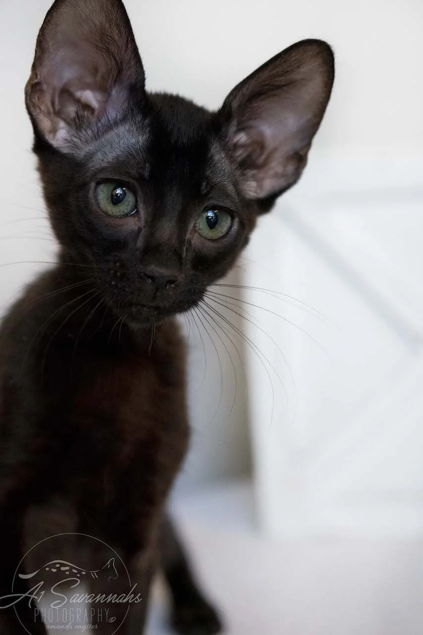 A1Savannahs F6 SBT Black Savannah Female Jade