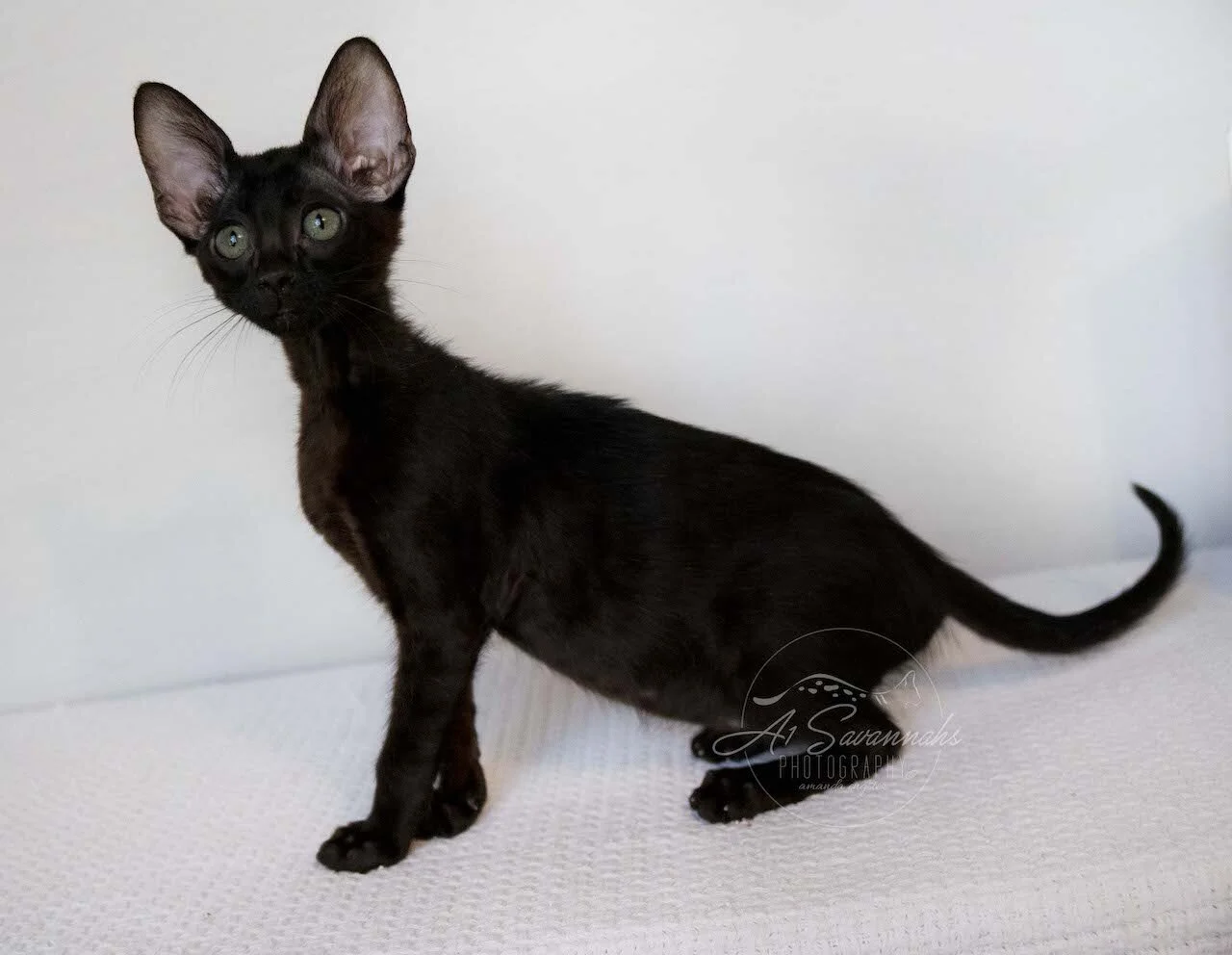 A1Savannahs F6 SBT Black Savannah Female Jade