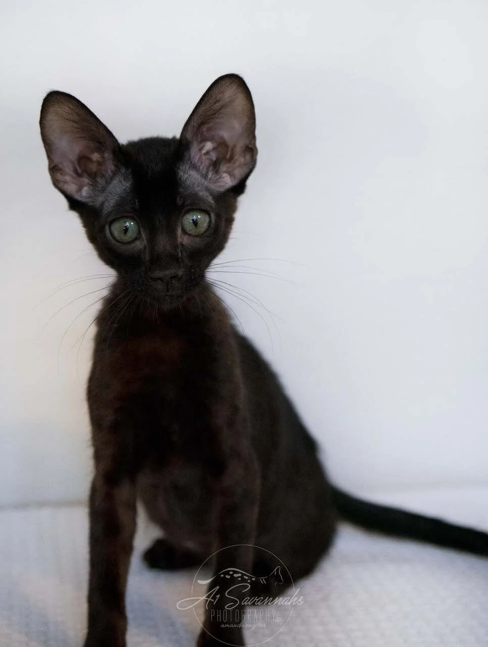 A1Savannahs F6 SBT Black Savannah Female Jade