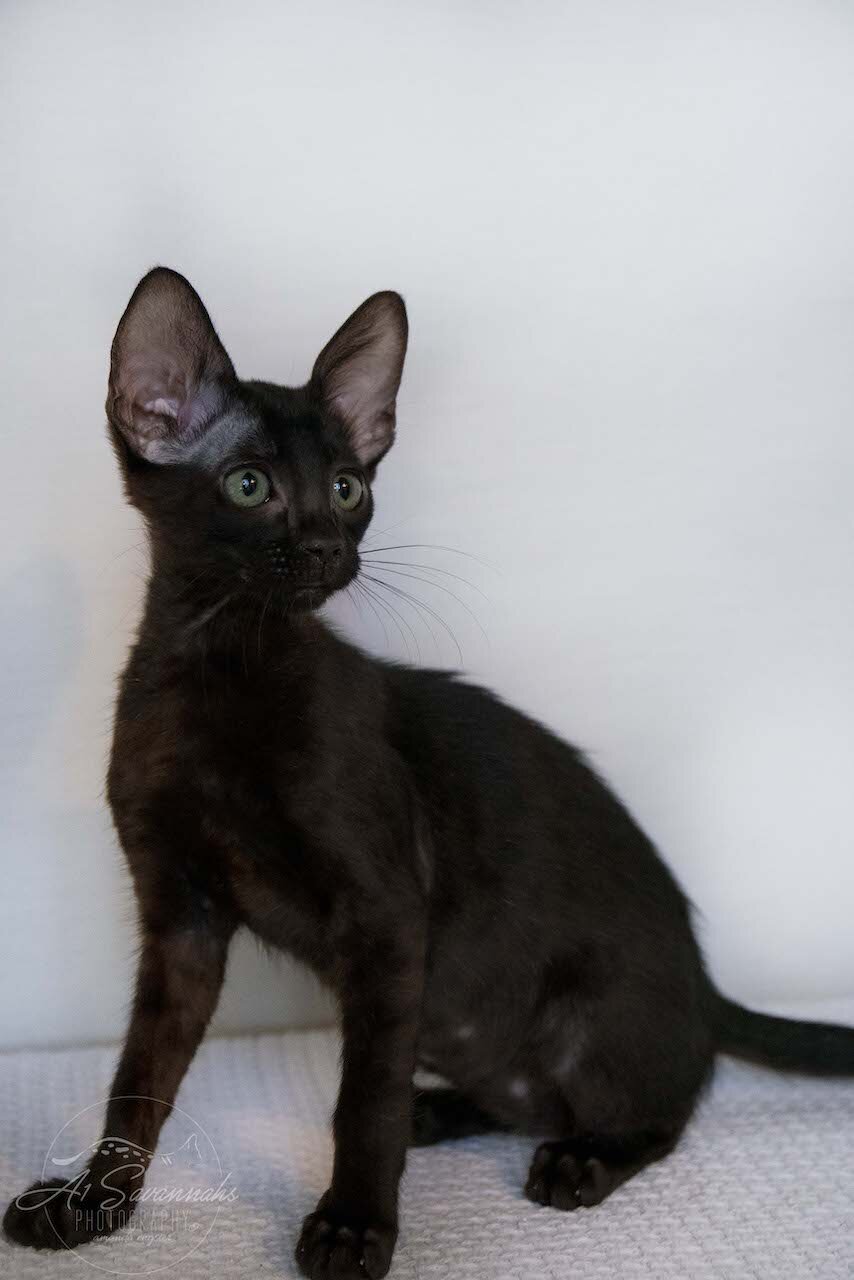 A1Savannahs F6 SBT Black Savannah Female Jade