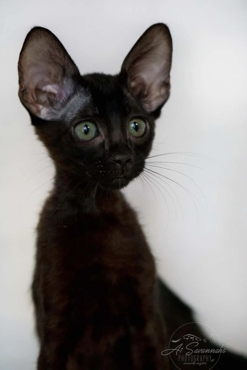 A1Savannahs F6 SBT Black Savannah Female Jade