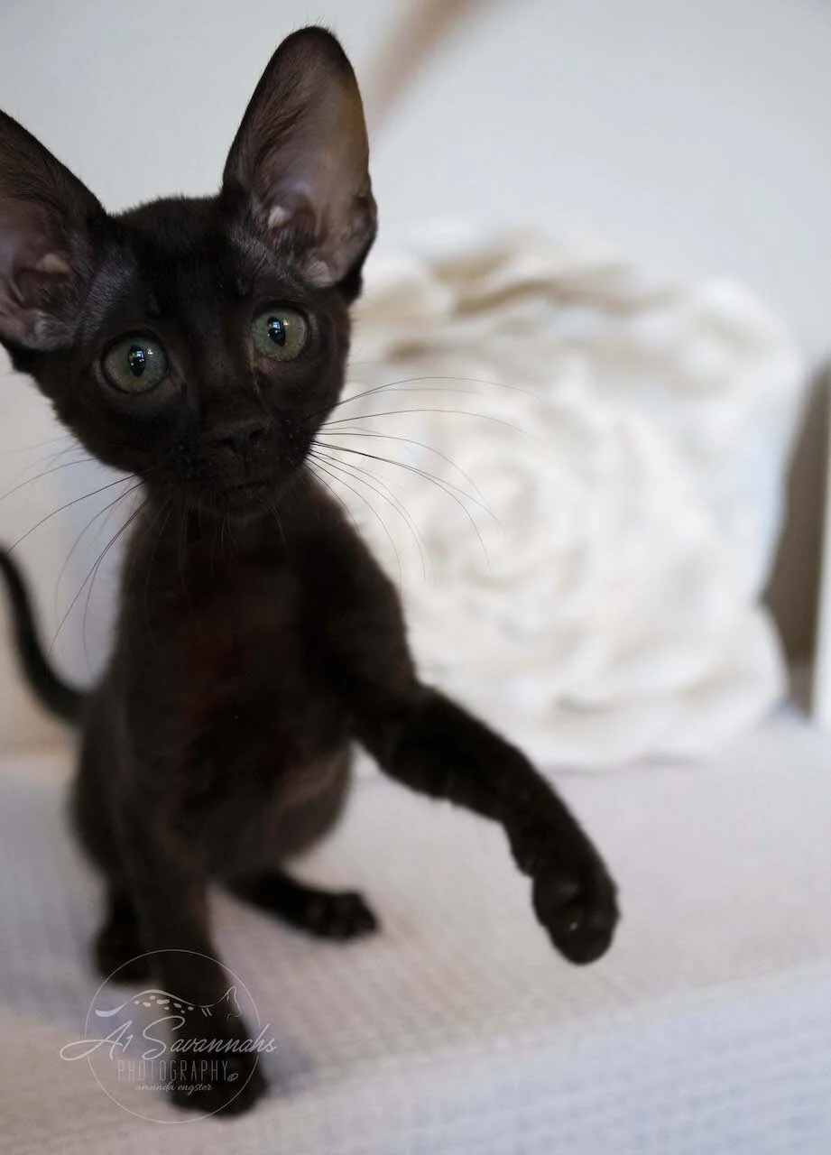 A1Savannahs F6 SBT Black Savannah Female Jade