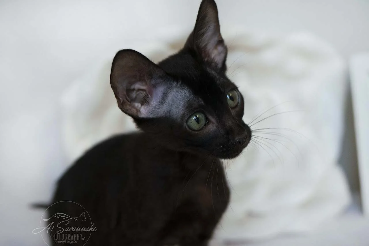 A1Savannahs F6 SBT Black Savannah Female Jade