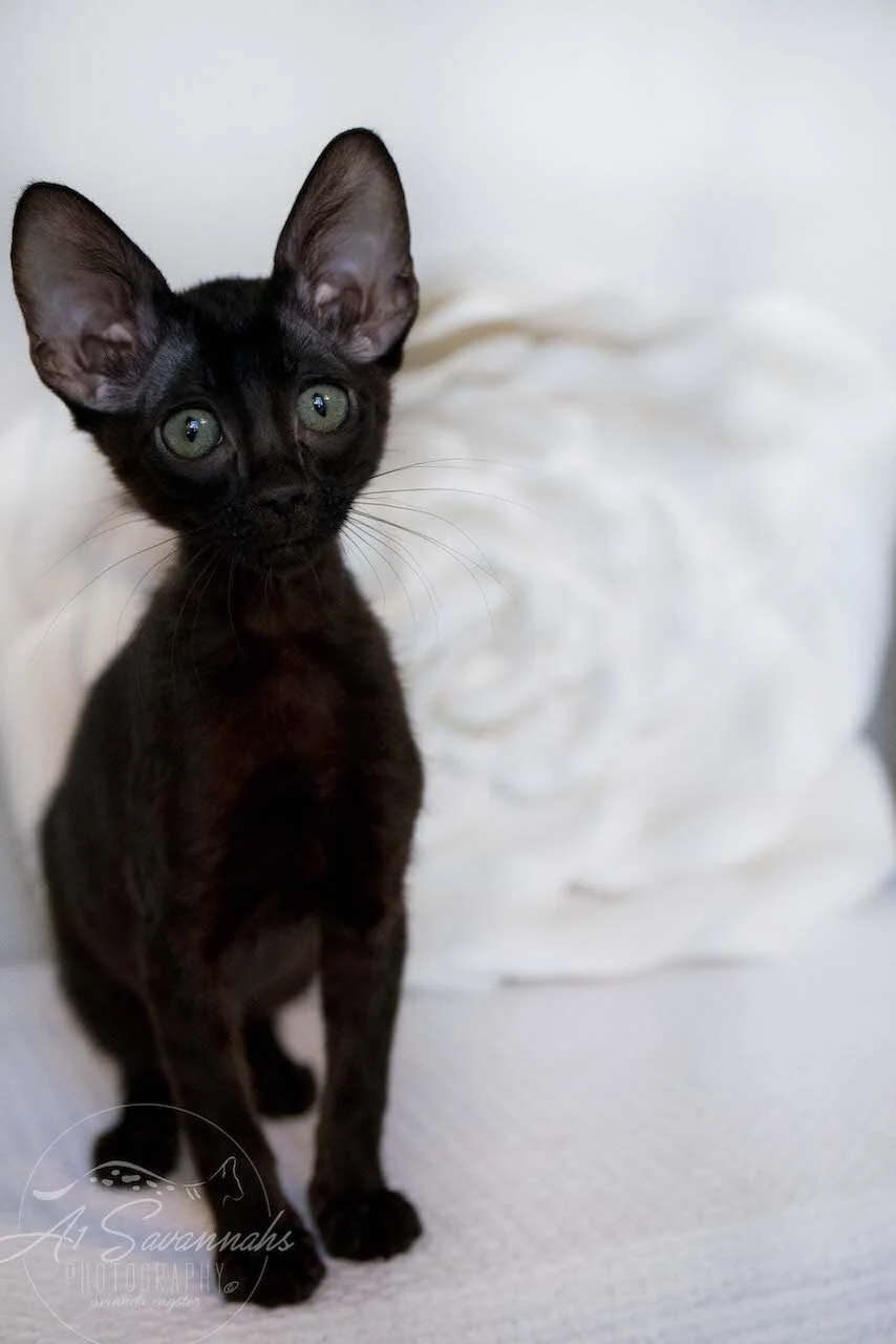 A1Savannahs F6 SBT Black Savannah Female Jade