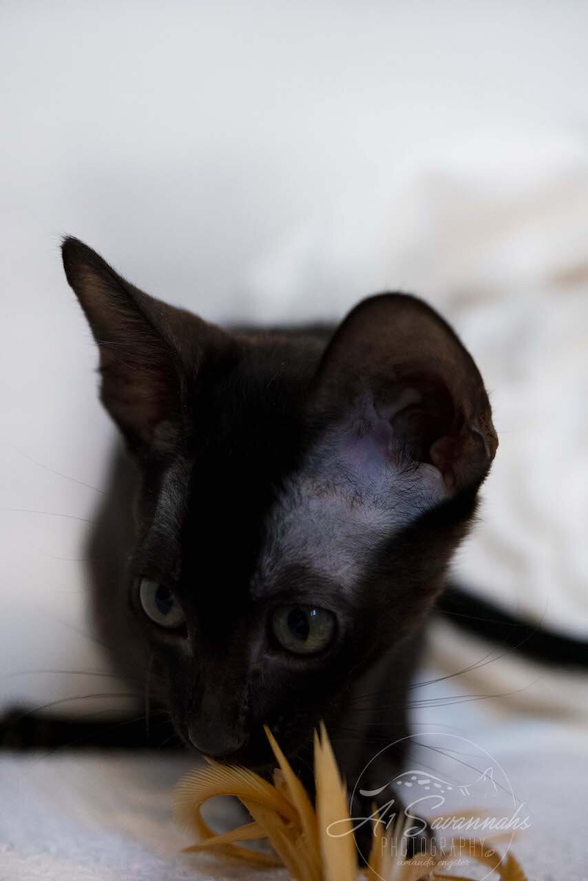 A1Savannahs F6 SBT Black Savannah Female Jade