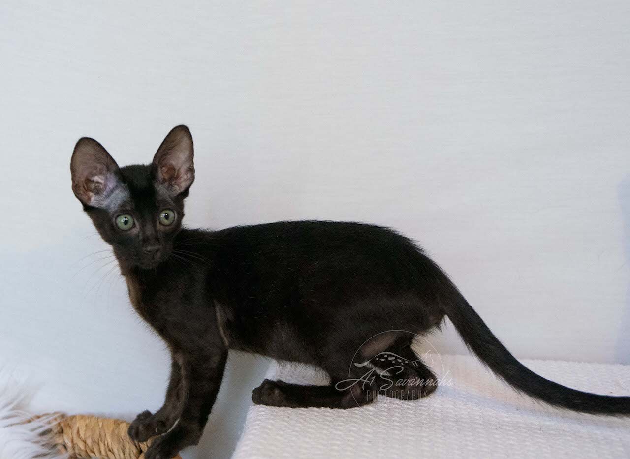 A1Savannahs F6 SBT Black Savannah Female Jade