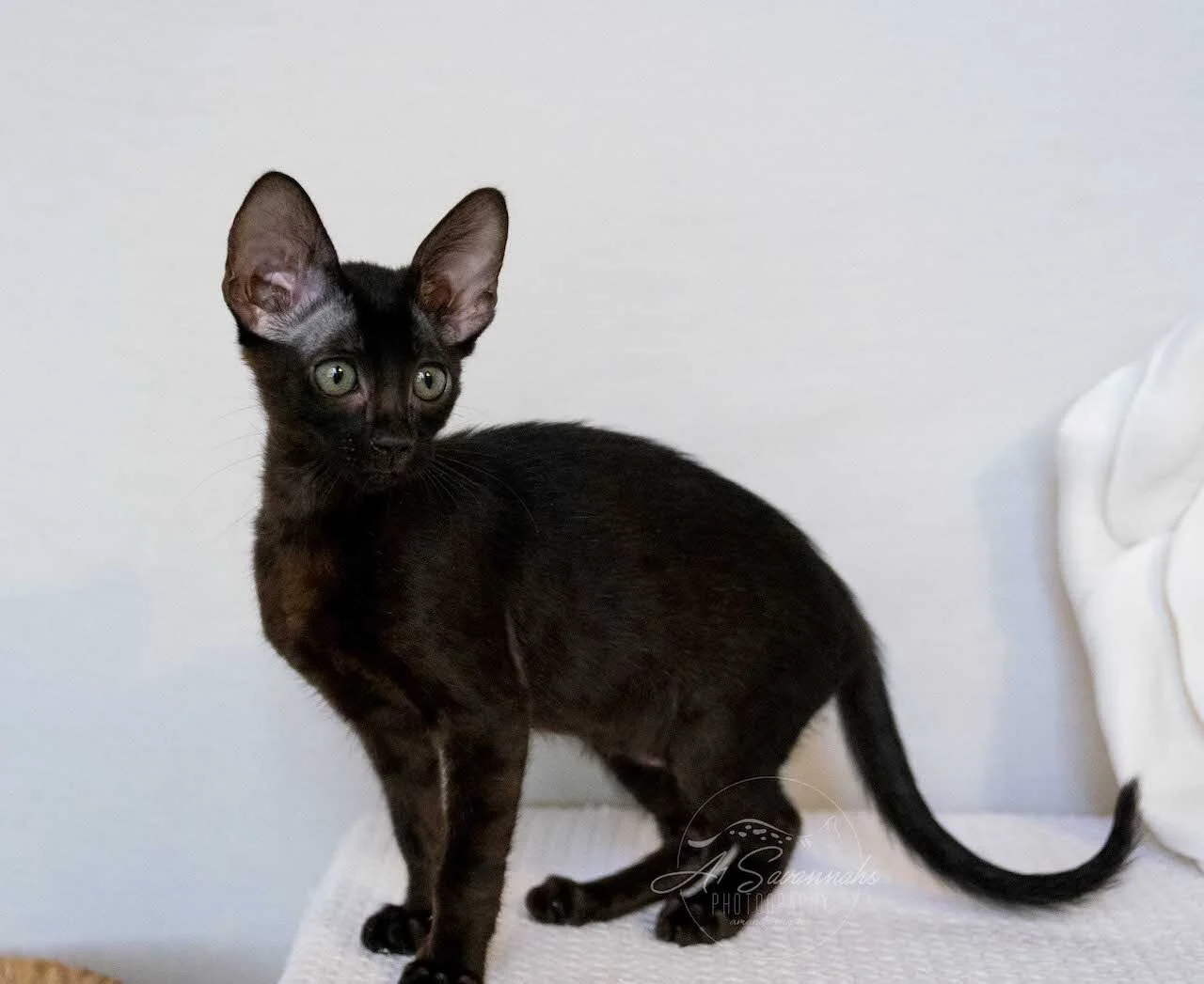 A1Savannahs F6 SBT Black Savannah Female Jade