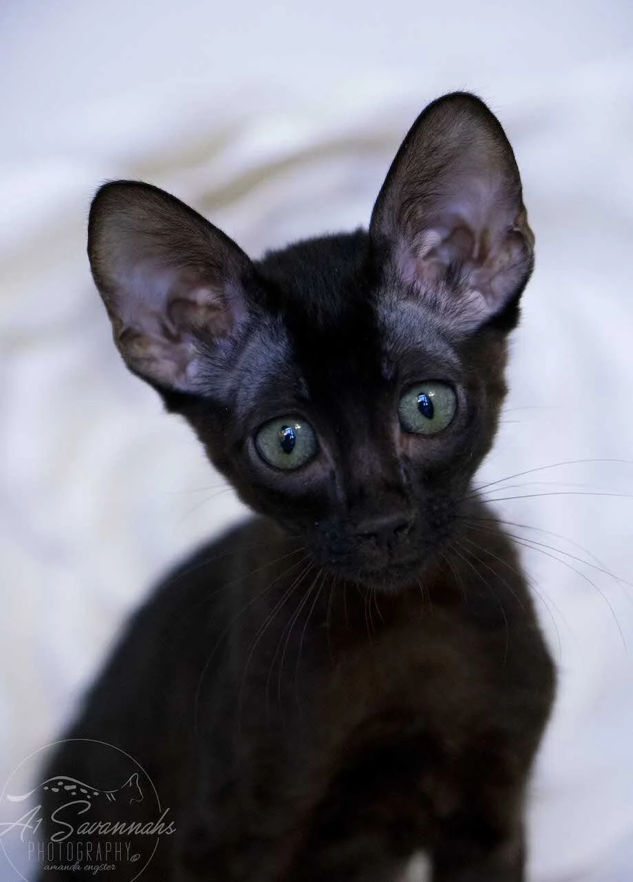 A1Savannahs F6 SBT Black Savannah Female Jade