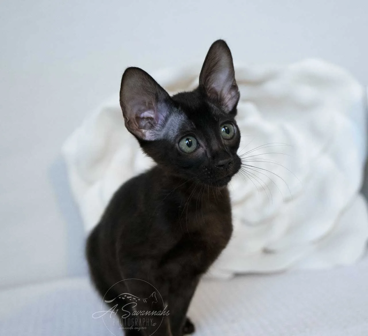 A1Savannahs F6 SBT Black Savannah Female Jade