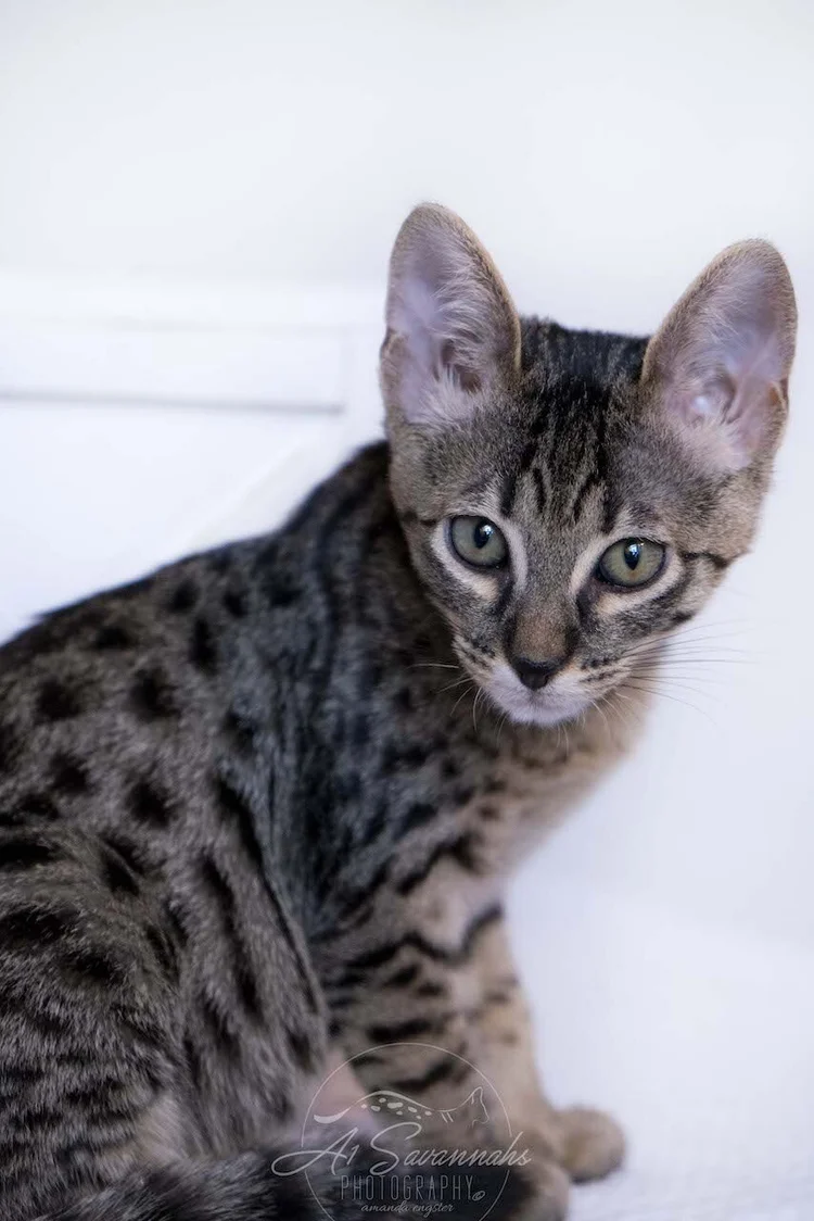 Blue Eyes F6 Savannah Kittens HOT Tabby Cat Russian Blue Savannah