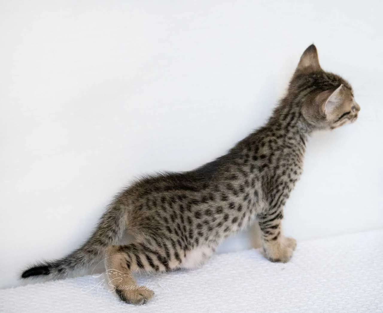 A1Savannahs Eli is an F6 SBT Savannah Male Kitten
