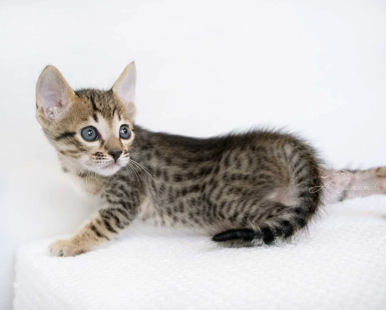 A1Savannahs Eli is an F6 SBT Savannah Male Kitten