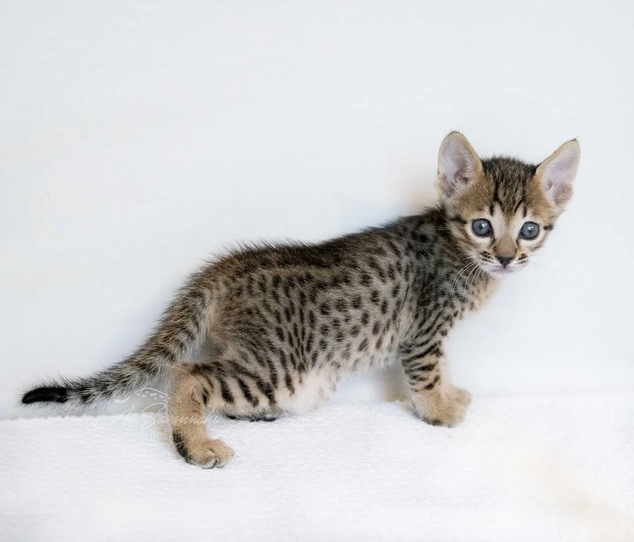 A1Savannahs Eli is an F6 SBT Savannah Male Kitten