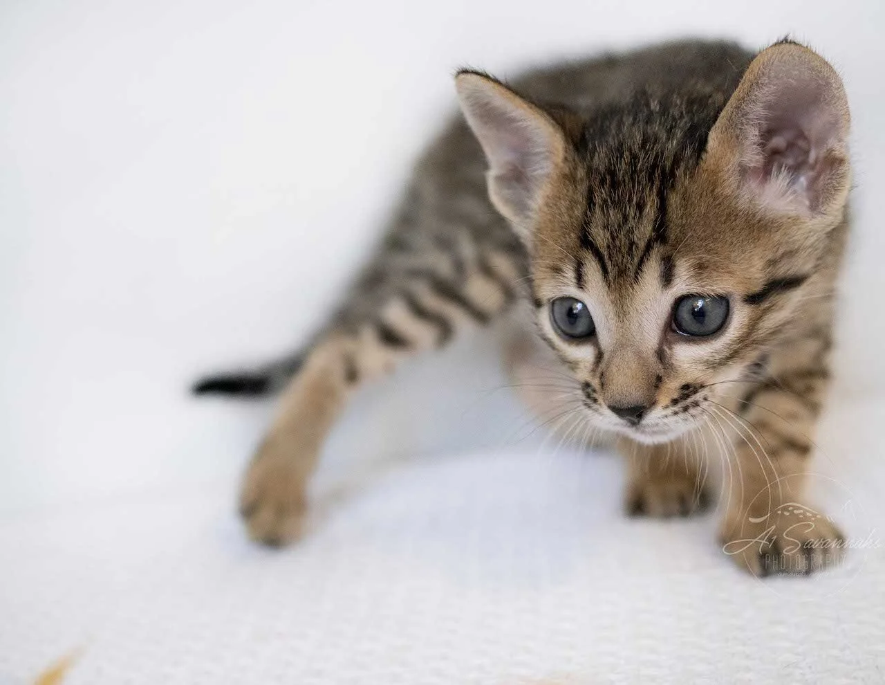 A1Savannahs Eli is an F6 SBT Savannah Male Kitten