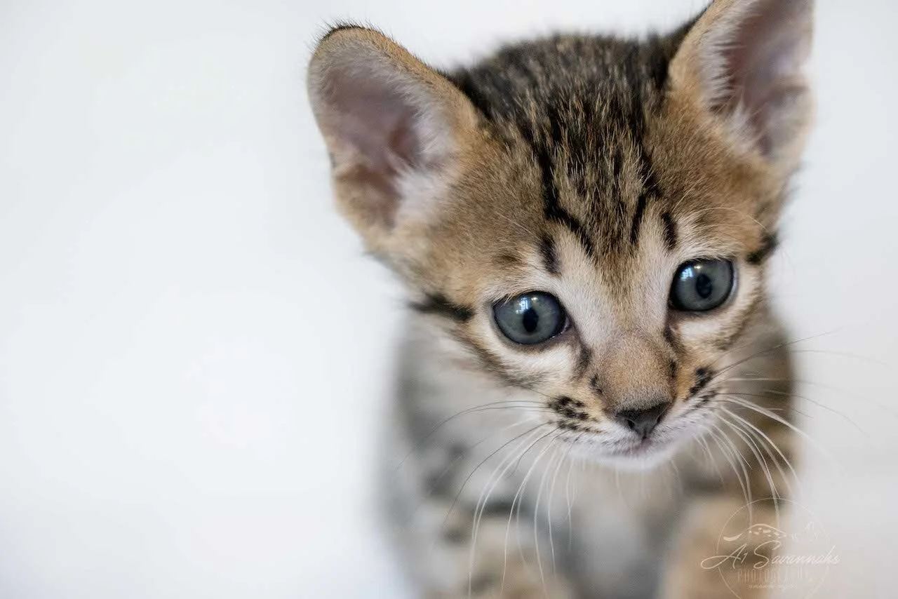 A1Savannahs Eli is an F6 SBT Savannah Male Kitten