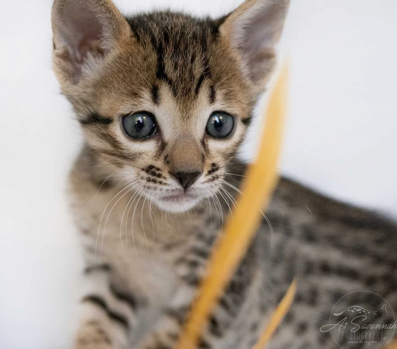 A1Savannahs Eli is an F6 SBT Savannah Male Kitten