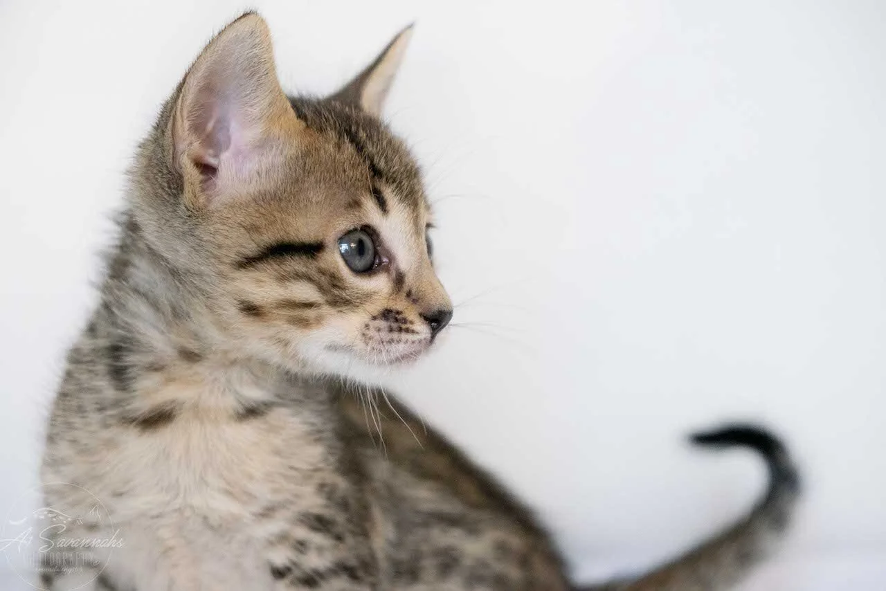 A1Savannahs Eli is an F6 SBT Savannah Male Kitten