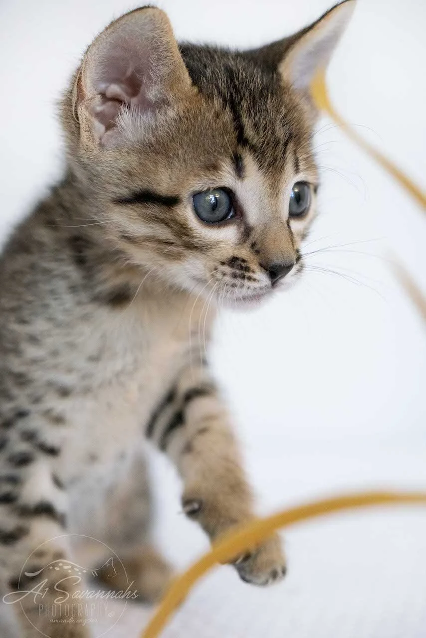 A1Savannahs Eli is an F6 SBT Savannah Male Kitten