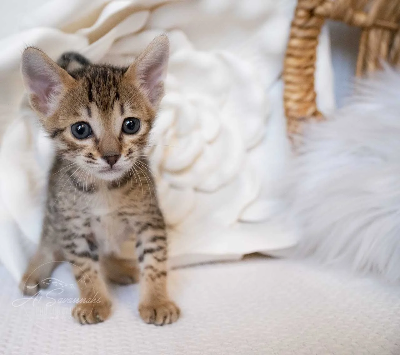 A1Savannah F6 SBT Savannah Kitten Female Emmy