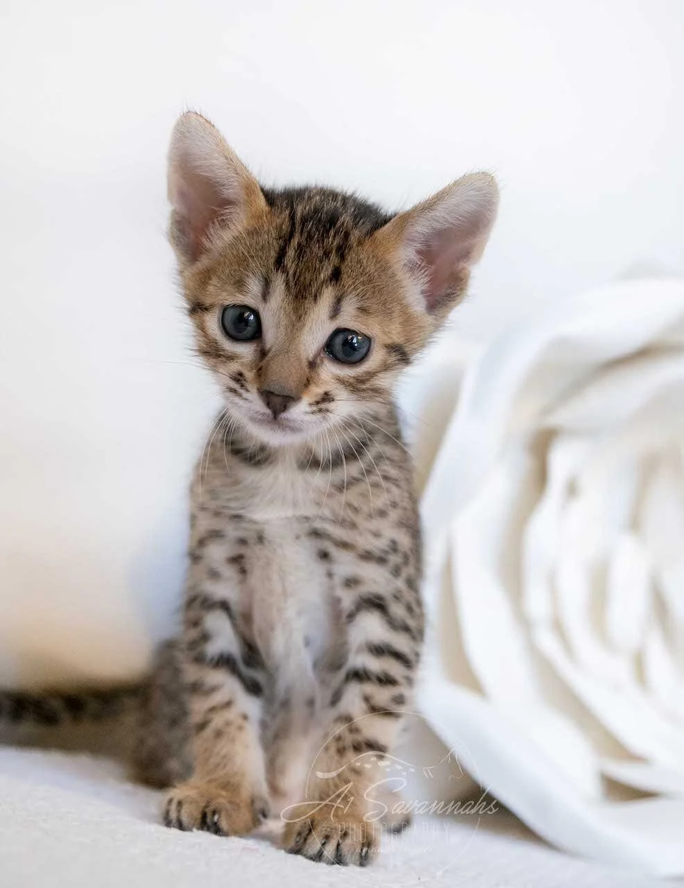 A1Savannah F6 SBT Savannah Kitten Female Emmy