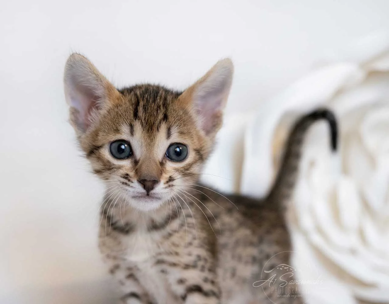 A1Savannah F6 SBT Savannah Kitten Female Emmy