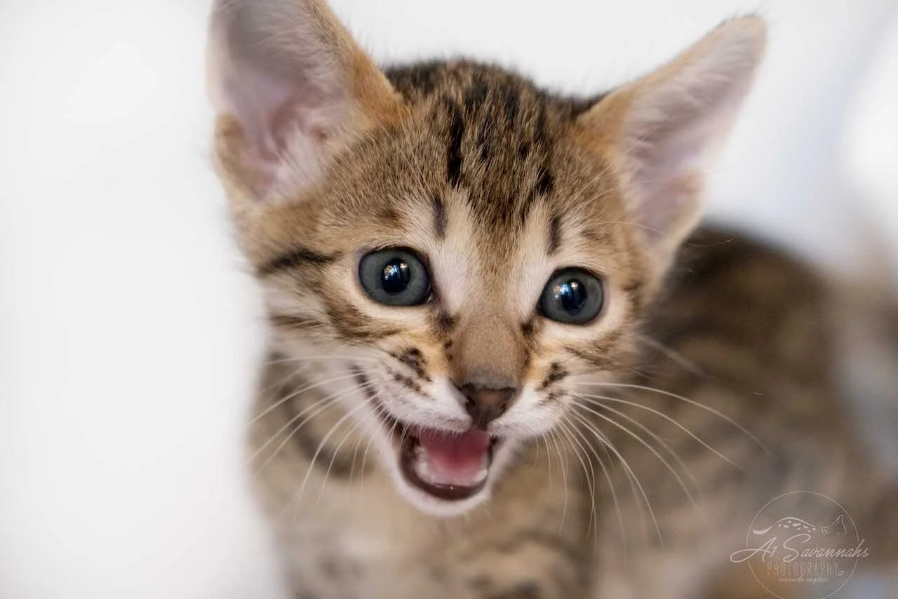 A1Savannah F6 SBT Savannah Kitten Female Emmy