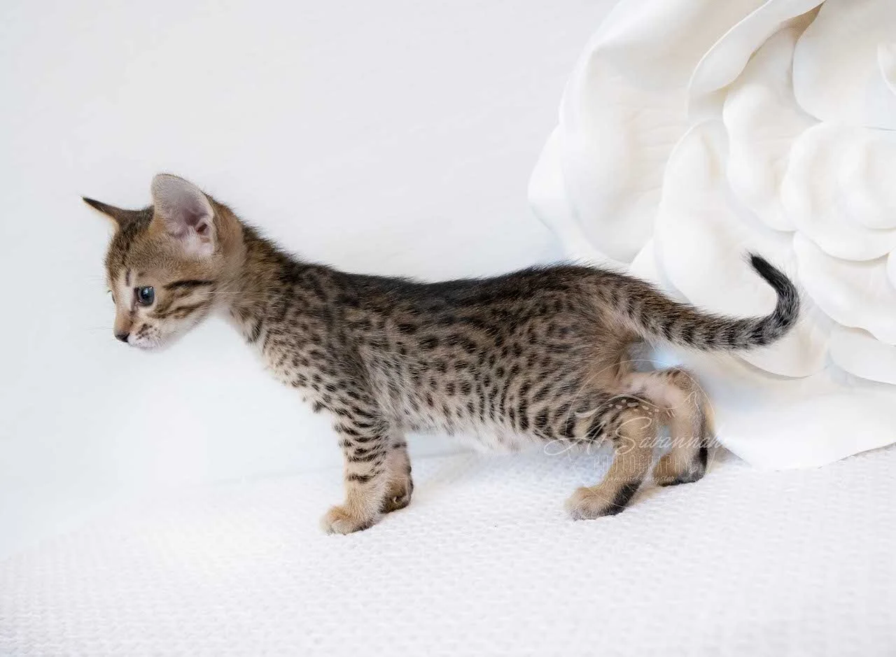 A1Savannah F6 SBT Savannah Kitten Female Emmy