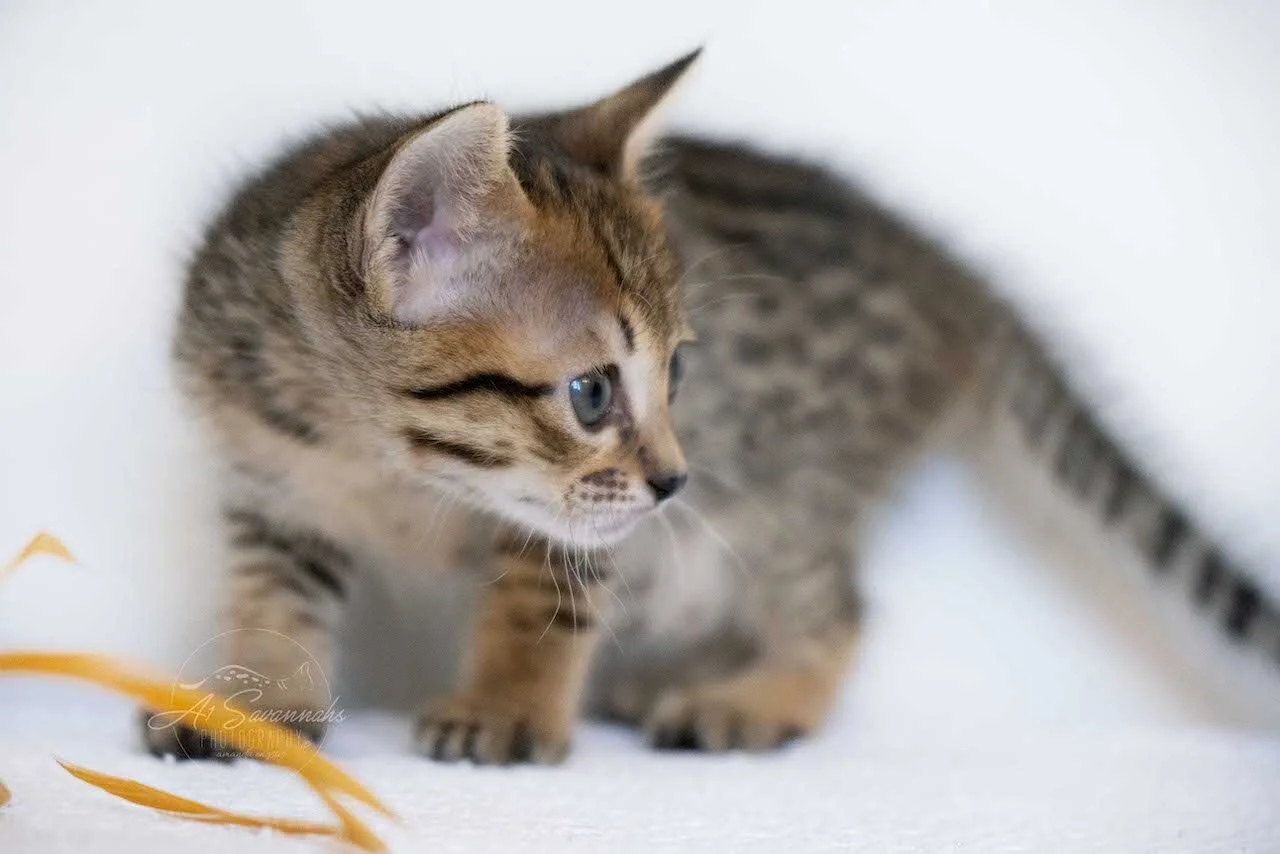 A1Savannah F6 SBT Savannah Female Kitten Eva