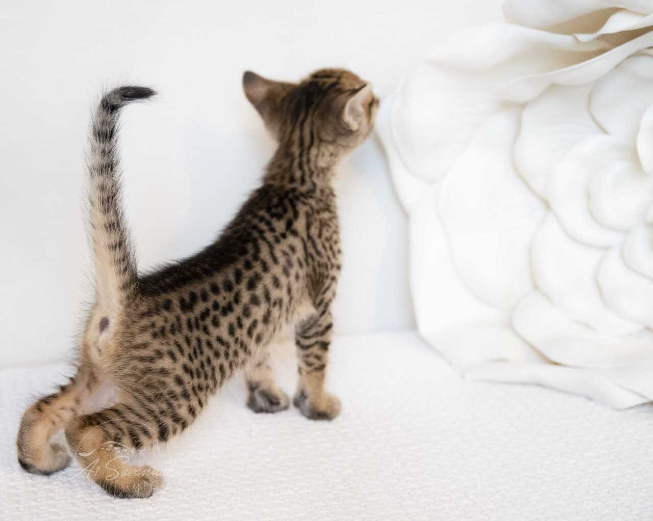 A1Savannah F6 SBT Savannah Female Kitten Eva
