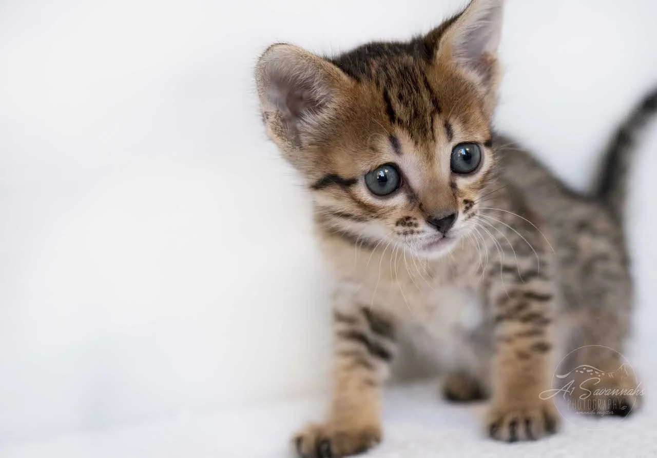 A1Savannah F6 SBT Savannah Female Kitten Eva