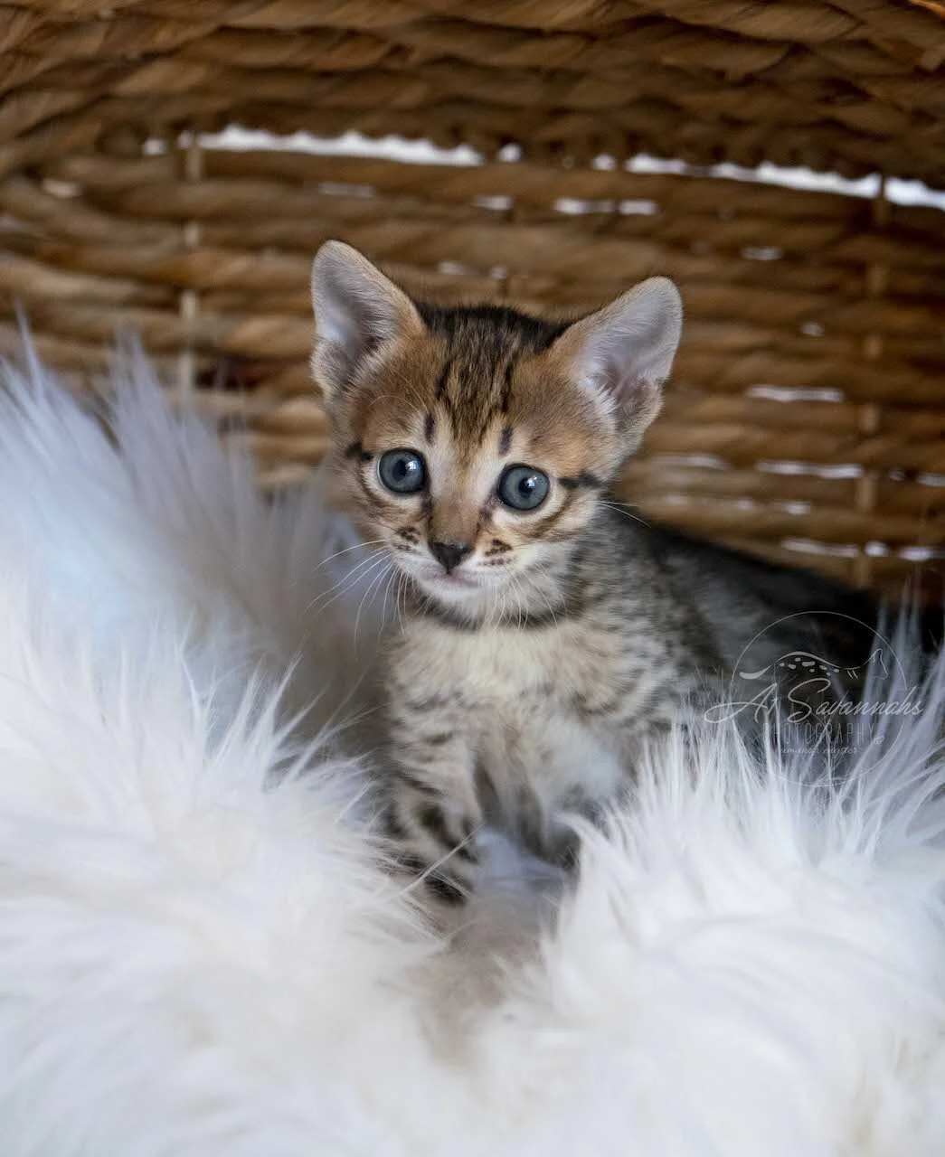 A1Savannah F6 SBT Savannah Female Kitten Eva