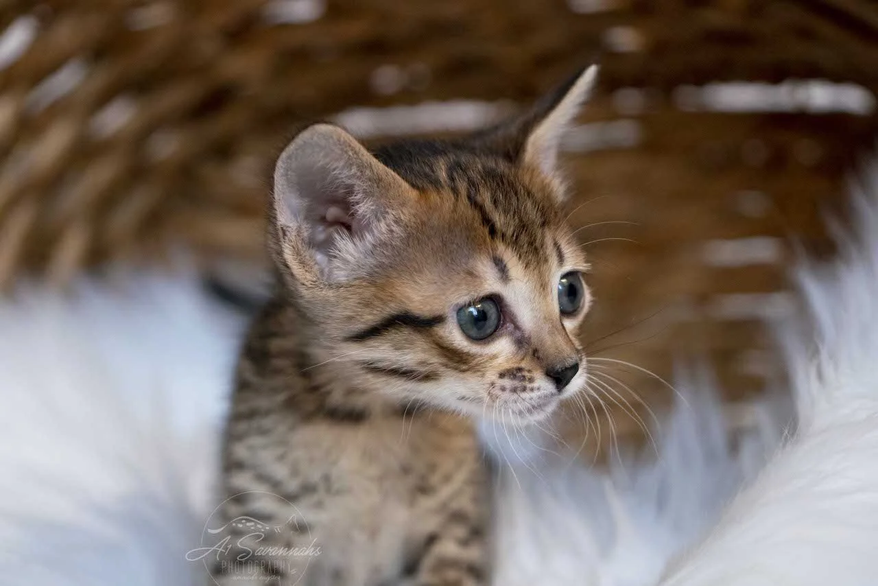 A1Savannah F6 SBT Savannah Female Kitten Eva