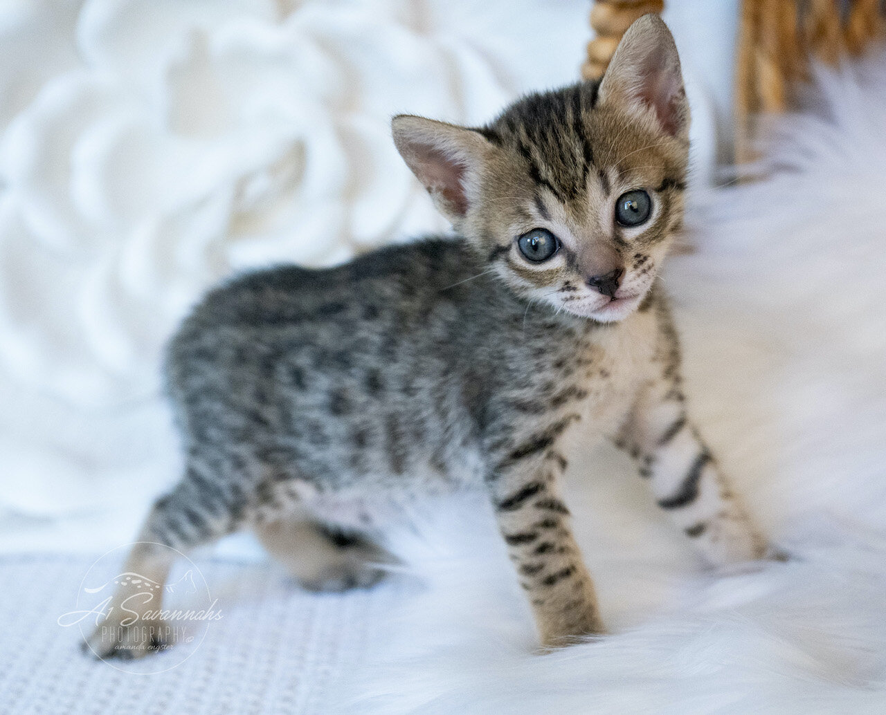 A1Savannahs Juliet is an SBT F6 Savannah Kitten Female