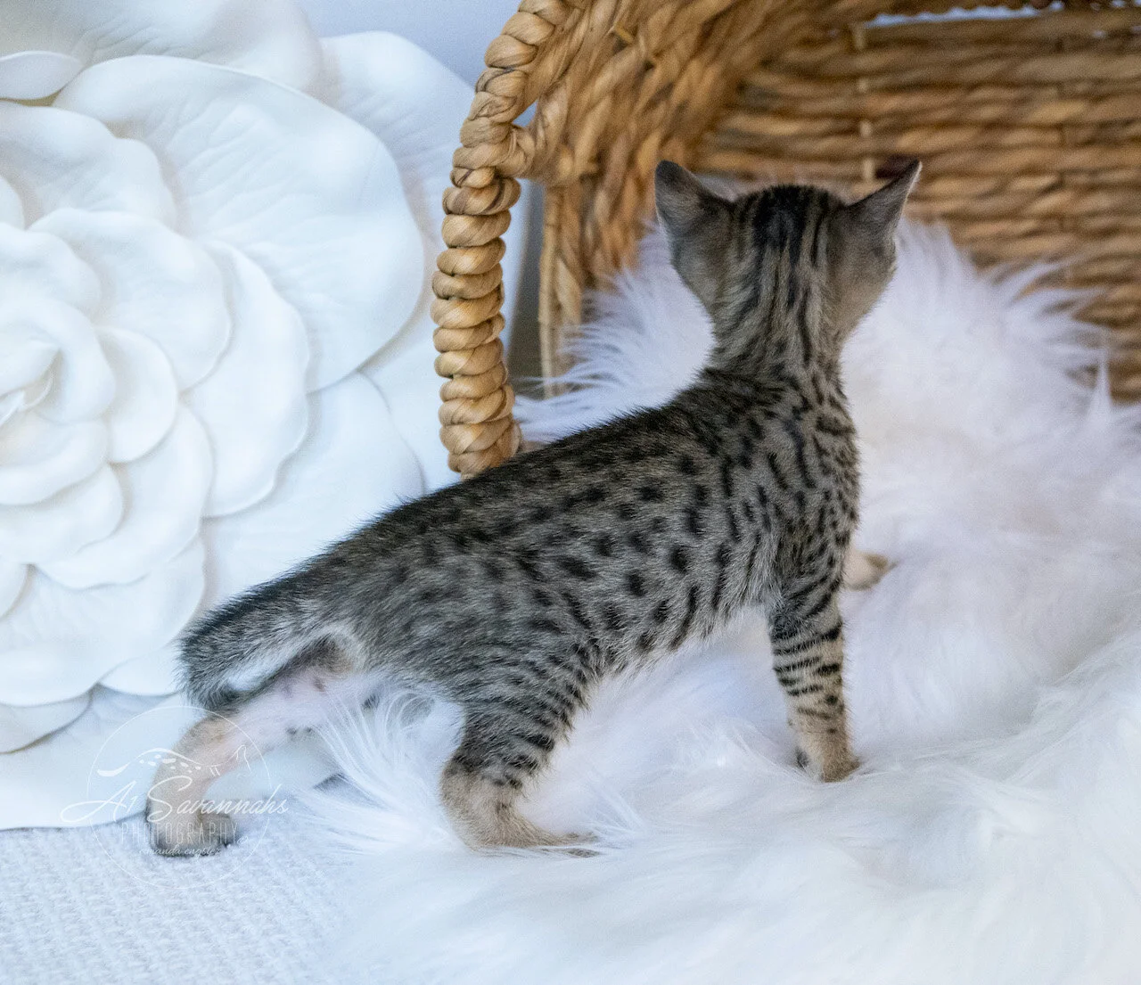 A1Savannahs Juliet is an SBT F6 Savannah Kitten Female