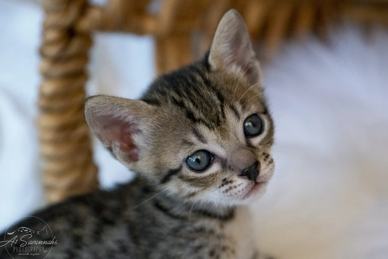 A1Savannahs Juliet is an SBT F6 Savannah Kitten Female