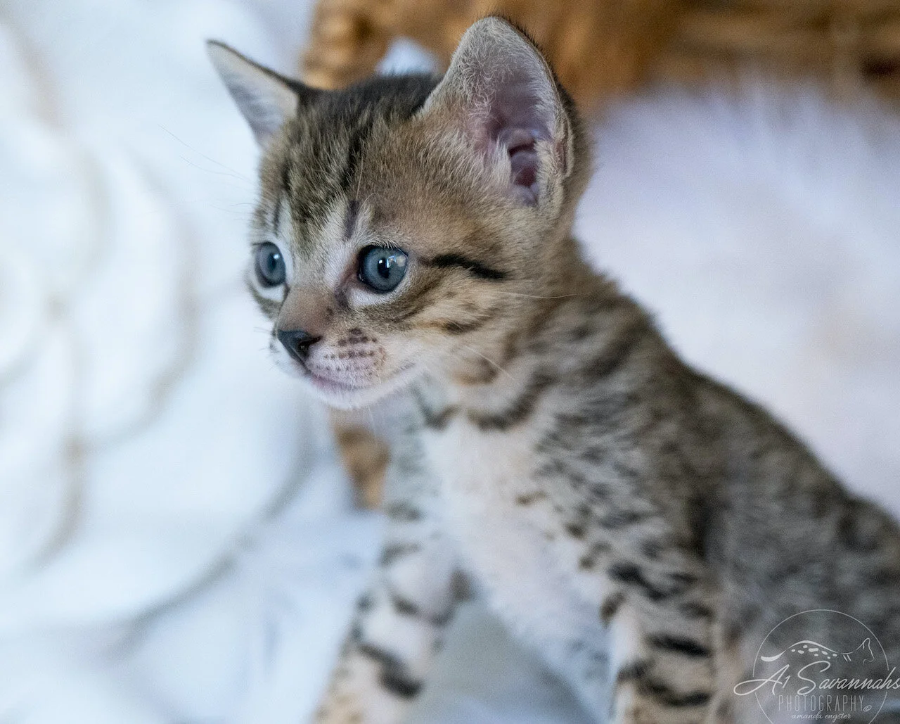 A1Savannahs Juliet is an SBT F6 Savannah Kitten Female