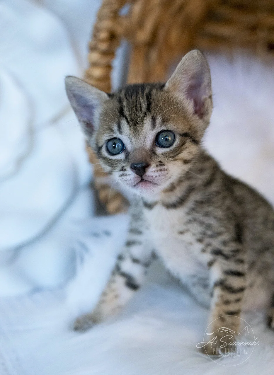 A1Savannahs Juliet is an SBT F6 Savannah Kitten Female