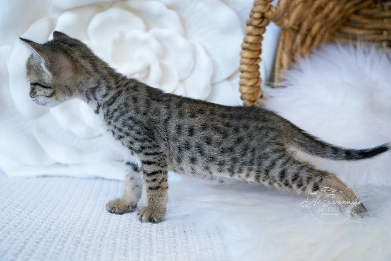 A1Savannahs Juliet is an SBT F6 Savannah Kitten Female